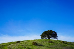 oak tree even closer